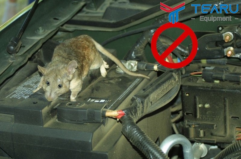 Có nhiều cách để đuổi chuột ô tô an toàn và hiệu quả