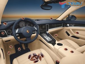 Cách diệt gián trong xe ô tô đơn giản