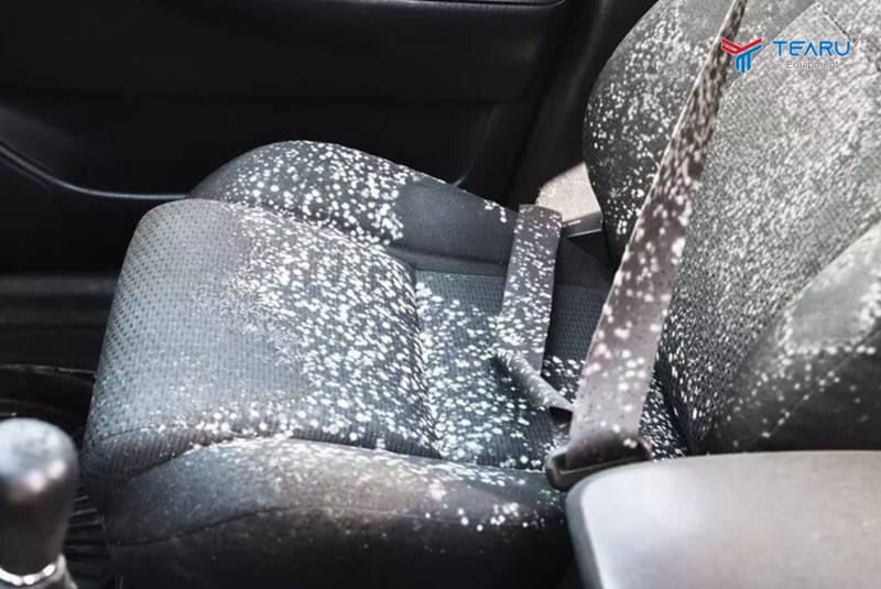 Nấm mốc có thể phá hủy nội thất xe bạn
